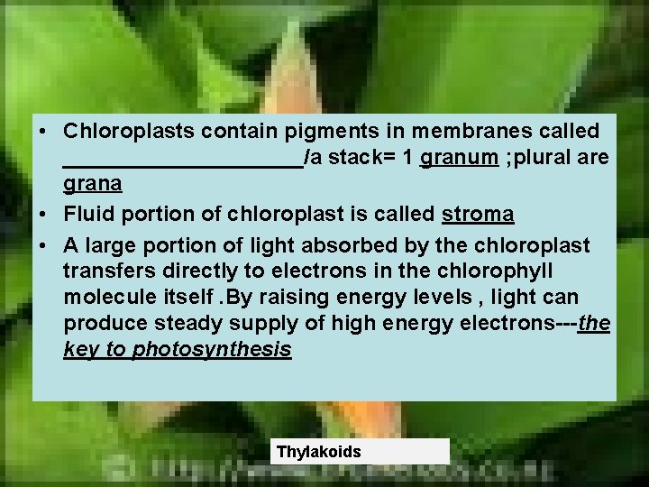  • Chloroplasts contain pigments in membranes called __________/a stack= 1 granum ; plural