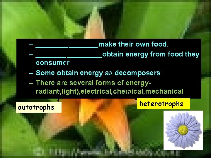 – ________make their own food. – _________obtain energy from food they consumer – Some