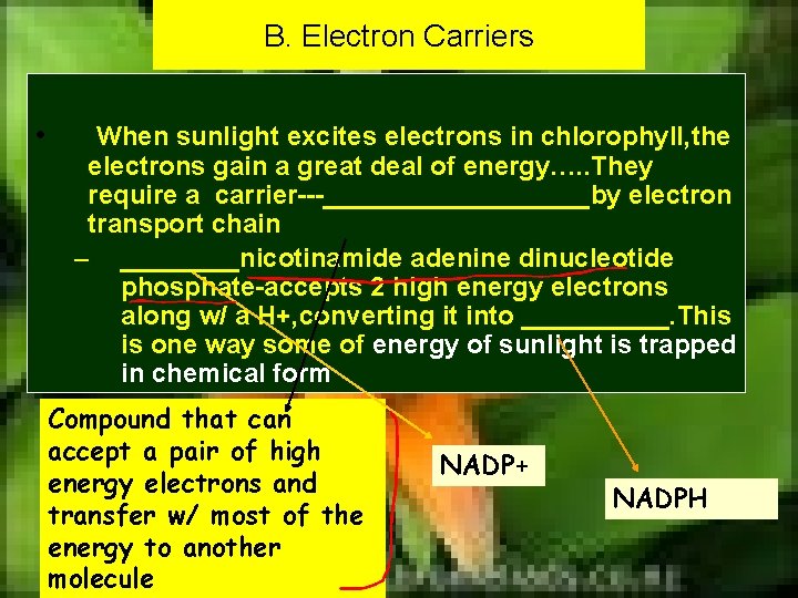 B. Electron Carriers • When sunlight excites electrons in chlorophyll, the electrons gain a