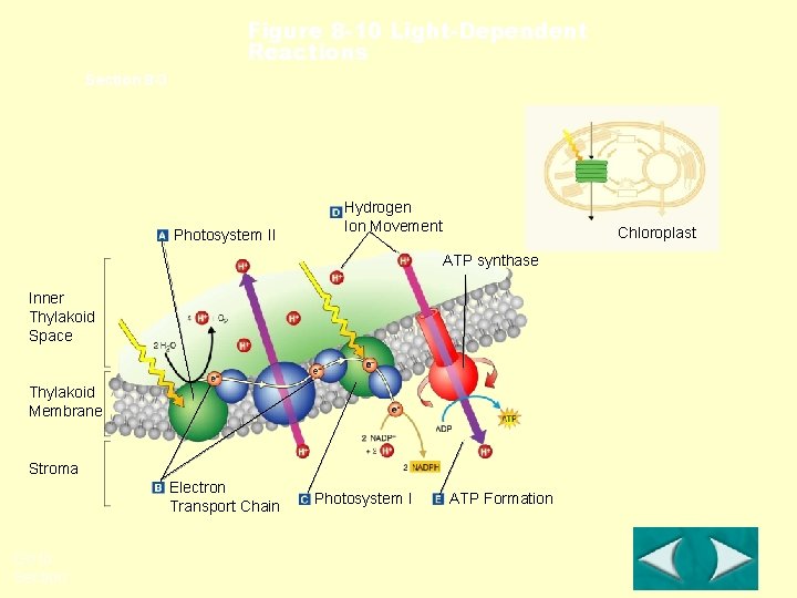 Figure 8 -10 Light-Dependent Reactions Section 8 -3 Photosystem II Hydrogen Ion Movement Chloroplast