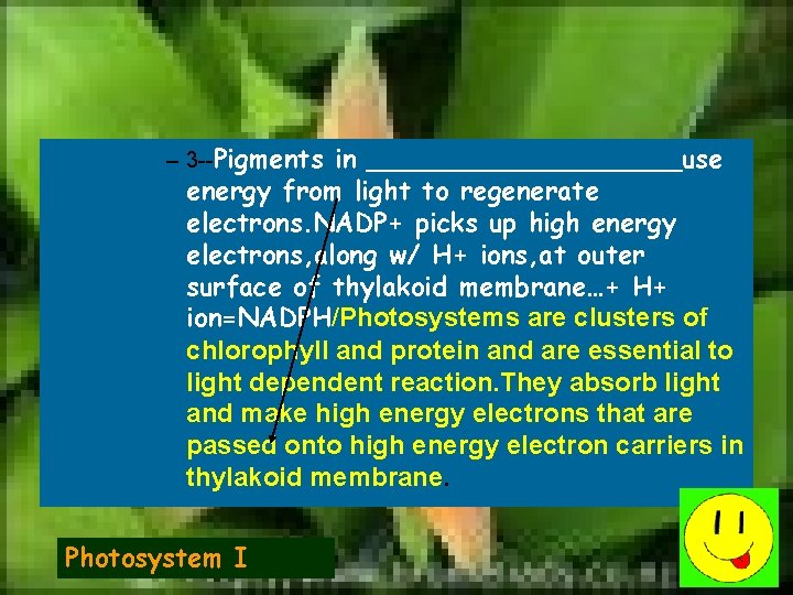 – 3 --Pigments in __________use energy from light to regenerate electrons. NADP+ picks up