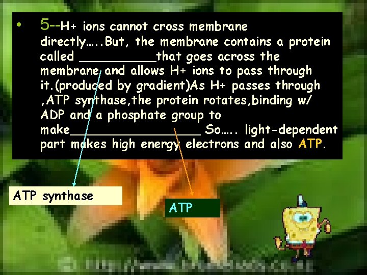  • 5 --H+ ions cannot cross membrane directly…. . But, the membrane contains