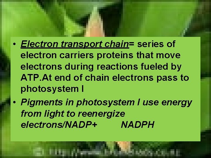  • Electron transport chain= series of electron carriers proteins that move electrons during