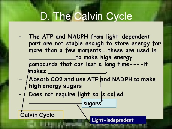 D. The Calvin Cycle – – – The ATP and NADPH from light-dependent part