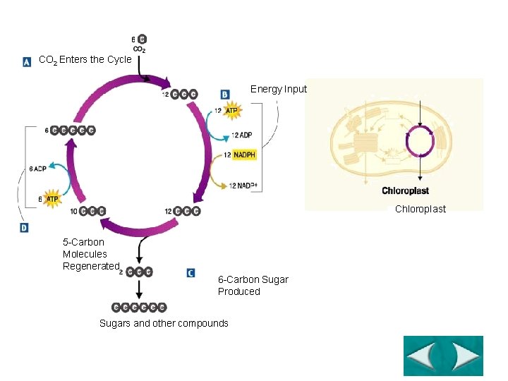 Figure 8 -11 Calvin Cycle CO 2 Enters the Cycle Energy Input Chlorop. Iast