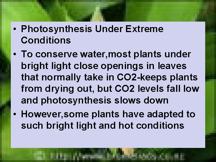  • Photosynthesis Under Extreme Conditions • To conserve water, most plants under bright