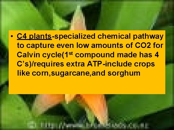  • C 4 plants-specialized chemical pathway to capture even low amounts of CO