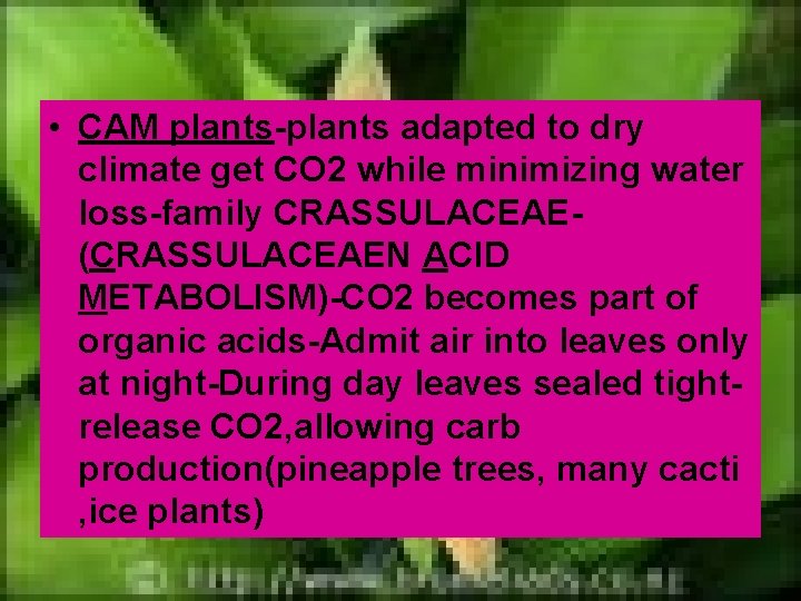  • CAM plants-plants adapted to dry climate get CO 2 while minimizing water