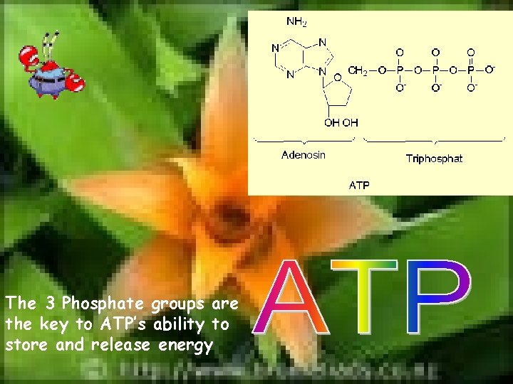 The 3 Phosphate groups are the key to ATP’s ability to store and release