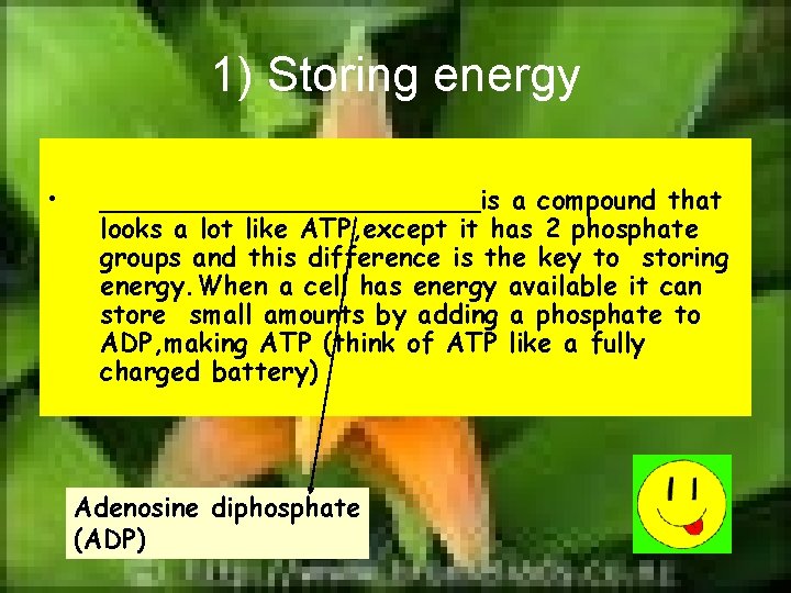 1) Storing energy • ____________is a compound that looks a lot like ATP, except