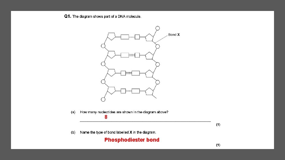 8 Phosphodiester bond 