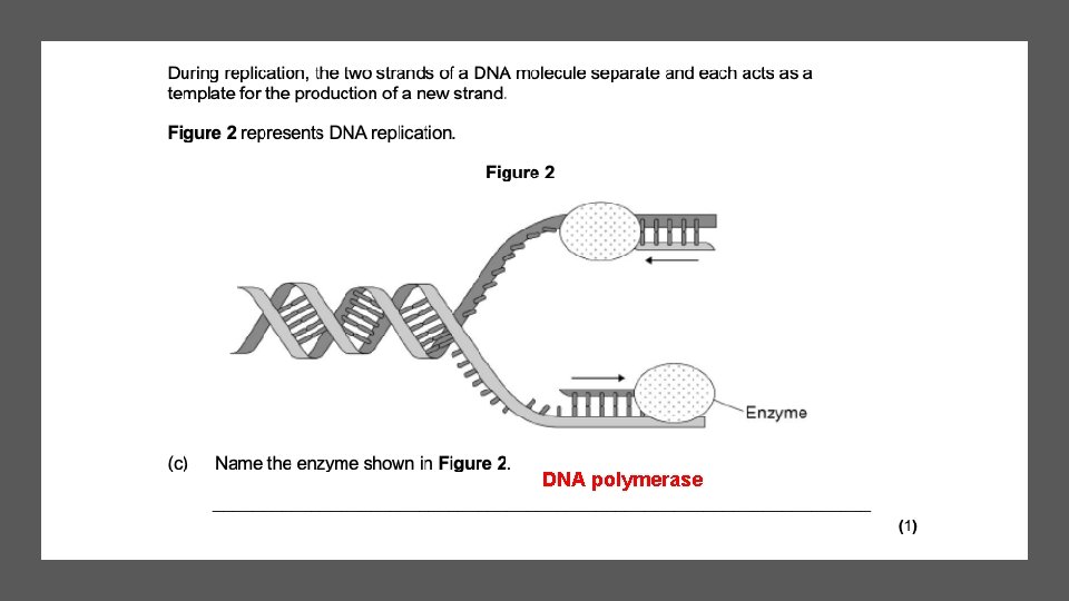 DNA polymerase 