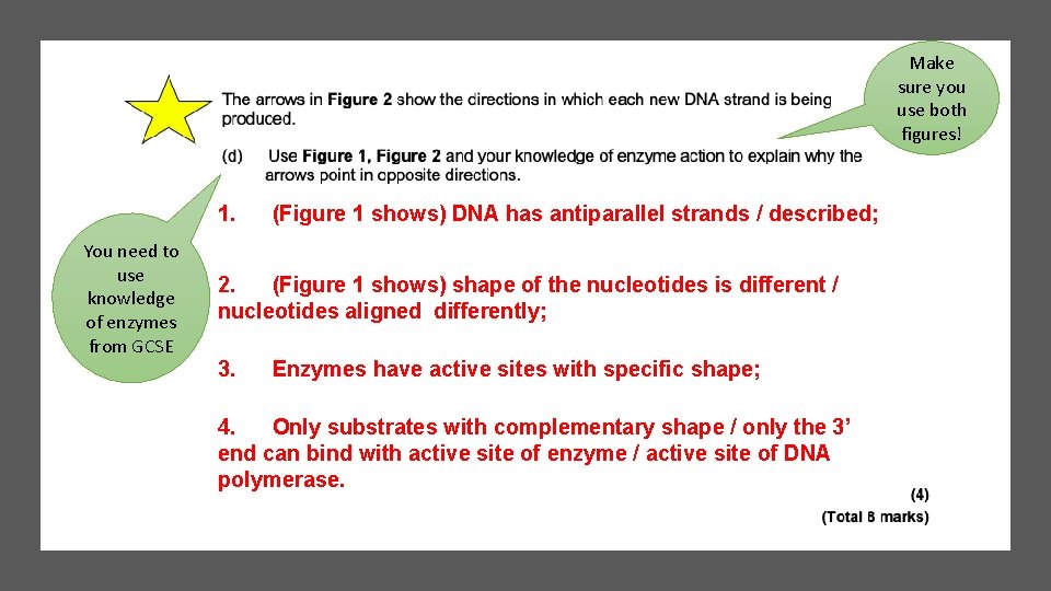 Make sure you use both figures! 1. (Figure 1 shows) DNA has antiparallel strands