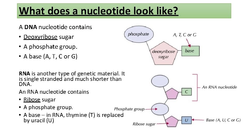 What does a nucleotide look like? A DNA nucleotide contains • Deoxyribose sugar •