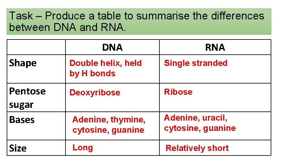 Task – Produce a table to summarise the differences between DNA and RNA. DNA