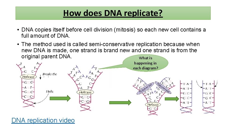 How does DNA replicate? • DNA copies itself before cell division (mitosis) so each