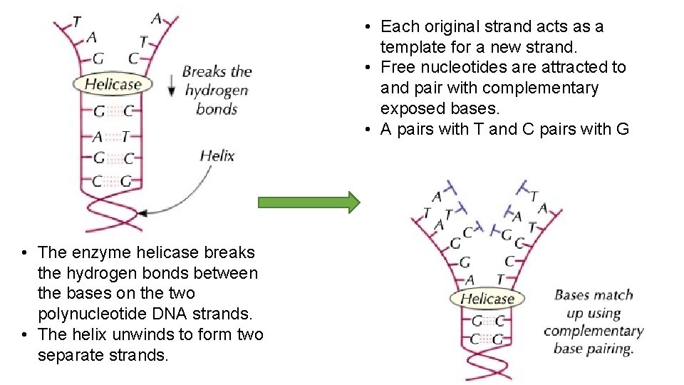  • Each original strand acts as a template for a new strand. •