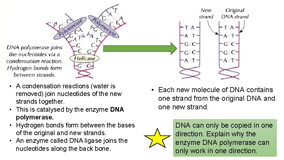  • A condensation reactions (water is removed) join nucleotides of the new strands