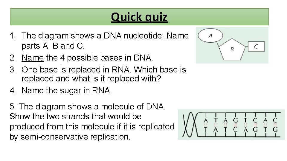 Quick quiz 1. The diagram shows a DNA nucleotide. Name parts A, B and