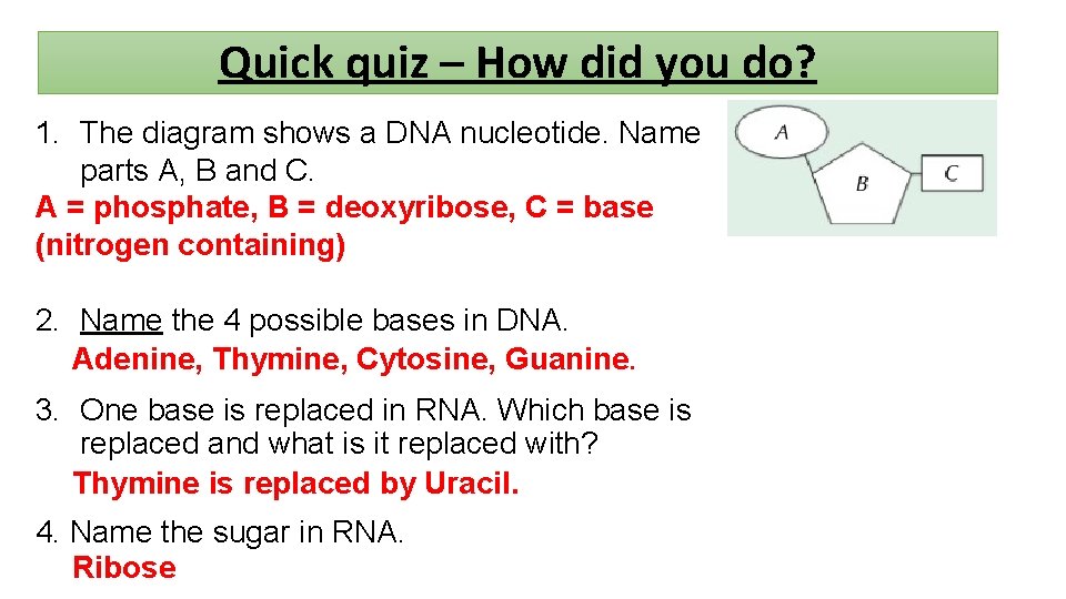 Quick quiz – How did you do? 1. The diagram shows a DNA nucleotide.