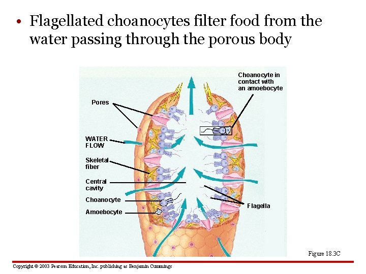  • Flagellated choanocytes filter food from the water passing through the porous body