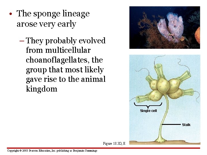  • The sponge lineage arose very early – They probably evolved from multicellular