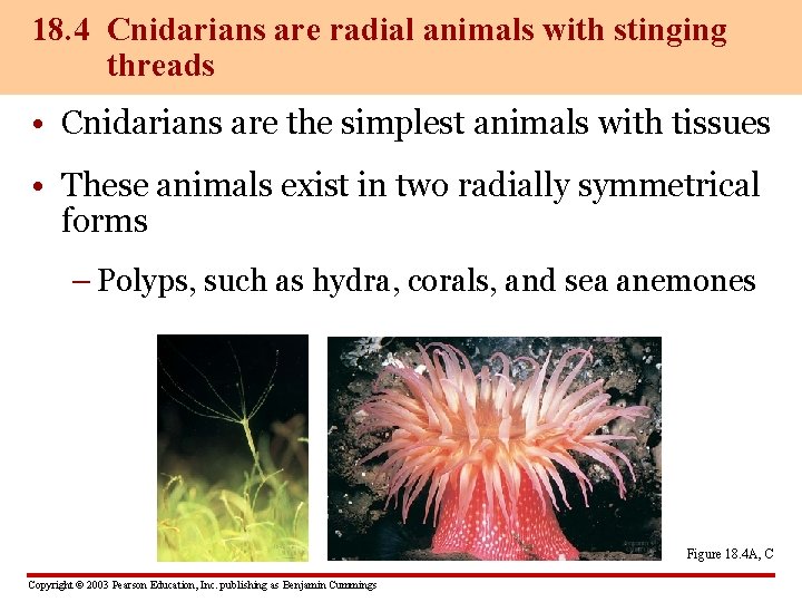 18. 4 Cnidarians are radial animals with stinging threads • Cnidarians are the simplest