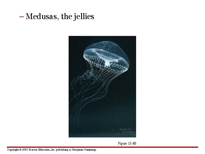 – Medusas, the jellies Figure 18. 4 B Copyright © 2003 Pearson Education, Inc.