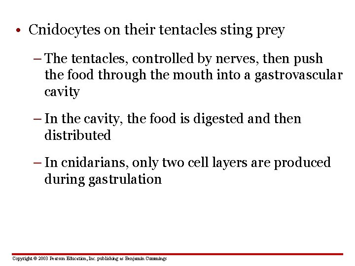  • Cnidocytes on their tentacles sting prey – The tentacles, controlled by nerves,