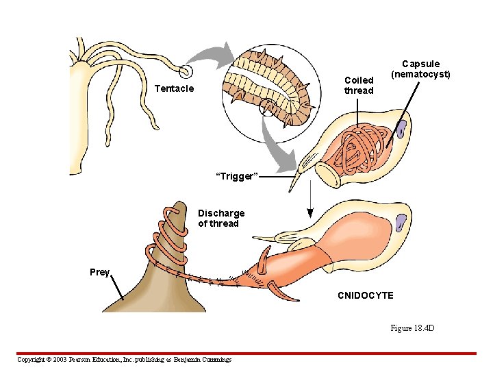 Coiled thread Tentacle Capsule (nematocyst) “Trigger” Discharge of thread Prey CNIDOCYTE Figure 18. 4