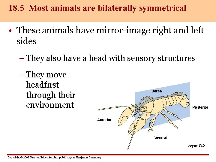 18. 5 Most animals are bilaterally symmetrical • These animals have mirror-image right and