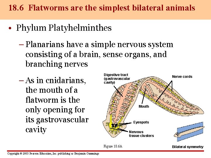 18. 6 Flatworms are the simplest bilateral animals • Phylum Platyhelminthes – Planarians have