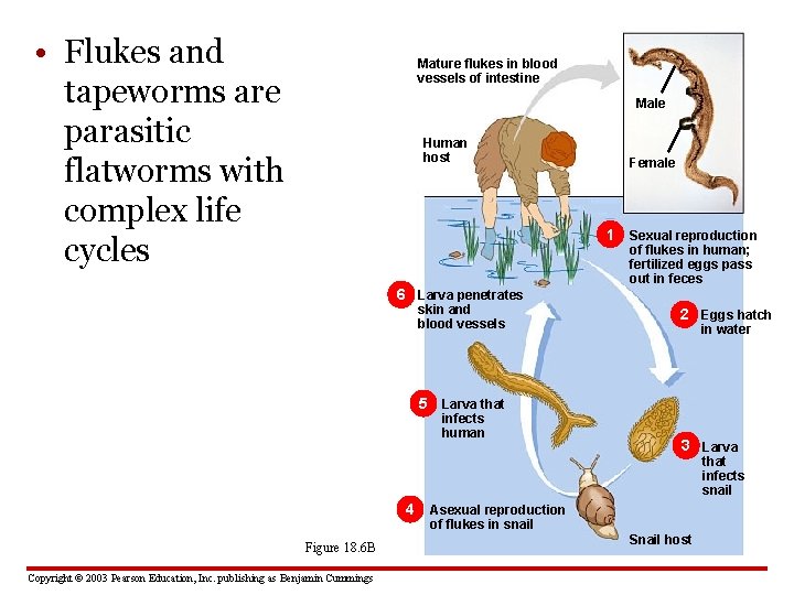  • Flukes and tapeworms are parasitic flatworms with complex life cycles Mature flukes