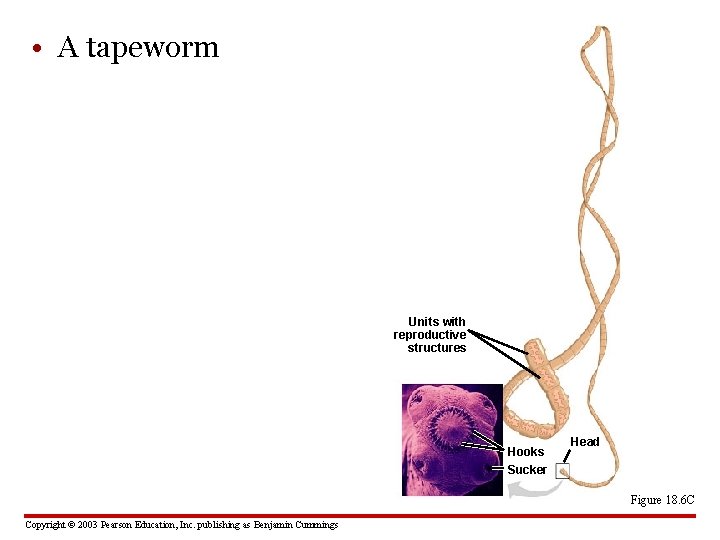  • A tapeworm Units with reproductive structures Hooks Sucker Head Figure 18. 6