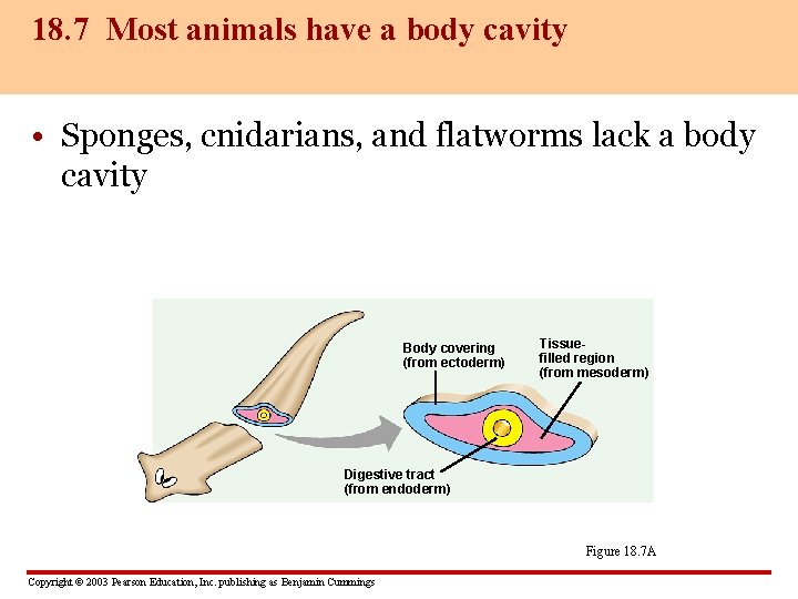 18. 7 Most animals have a body cavity • Sponges, cnidarians, and flatworms lack