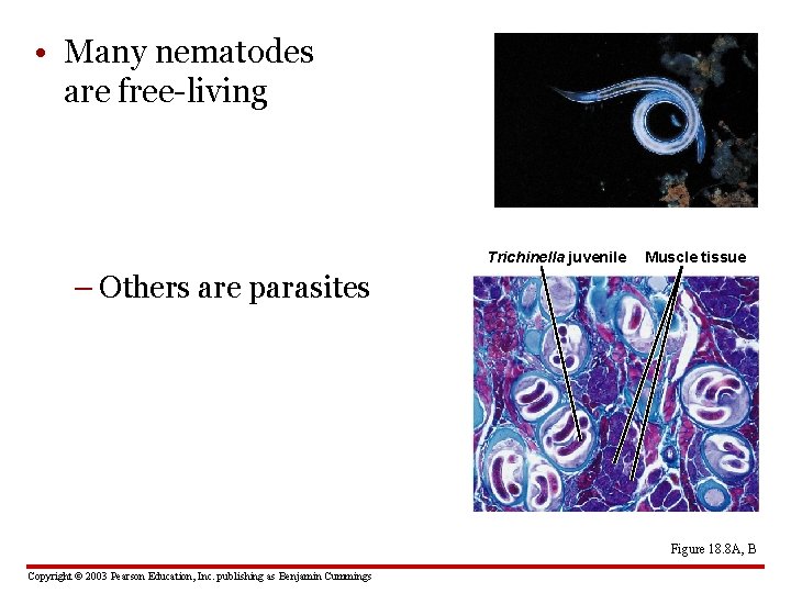  • Many nematodes are free-living Trichinella juvenile Muscle tissue – Others are parasites