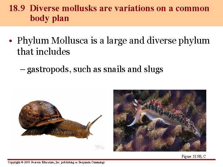 18. 9 Diverse mollusks are variations on a common body plan • Phylum Mollusca