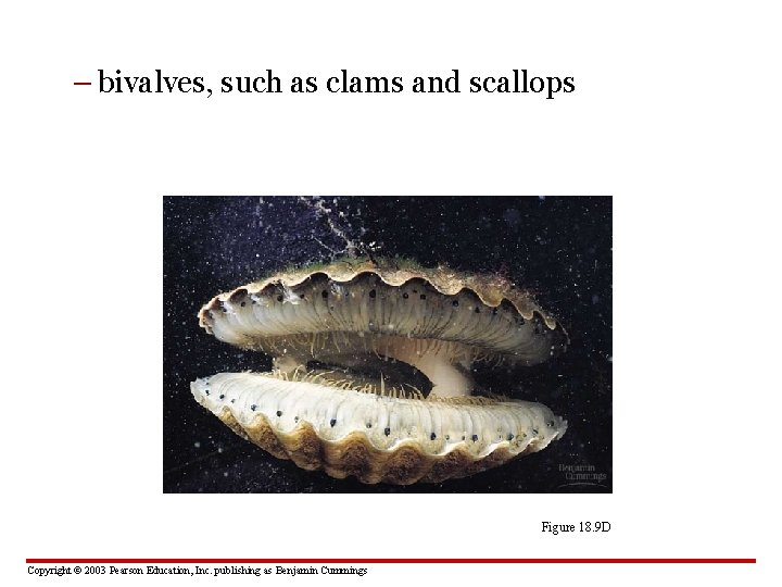 – bivalves, such as clams and scallops Figure 18. 9 D Copyright © 2003