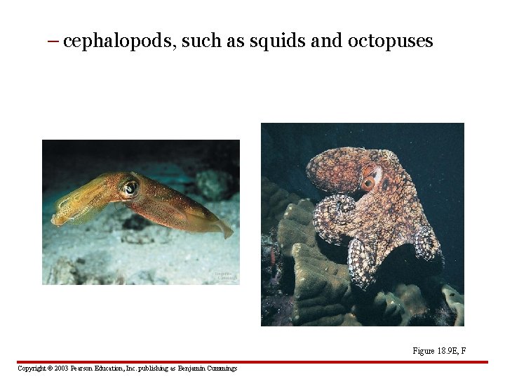 – cephalopods, such as squids and octopuses Figure 18. 9 E, F Copyright ©