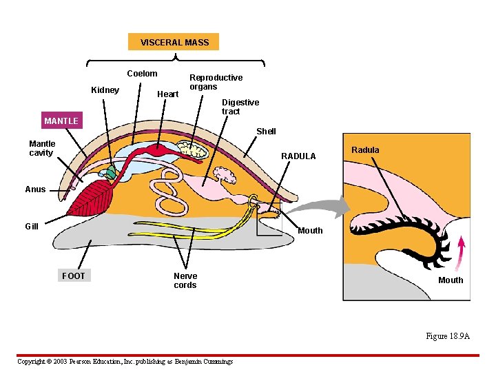 VISCERAL MASS Coelom Kidney Heart Reproductive organs Digestive tract MANTLE Shell Mantle cavity RADULA