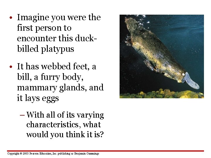  • Imagine you were the first person to encounter this duckbilled platypus •