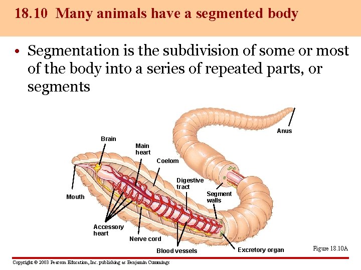 18. 10 Many animals have a segmented body • Segmentation is the subdivision of