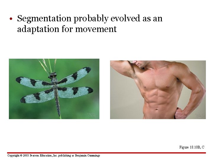  • Segmentation probably evolved as an adaptation for movement Figure 18. 10 B,