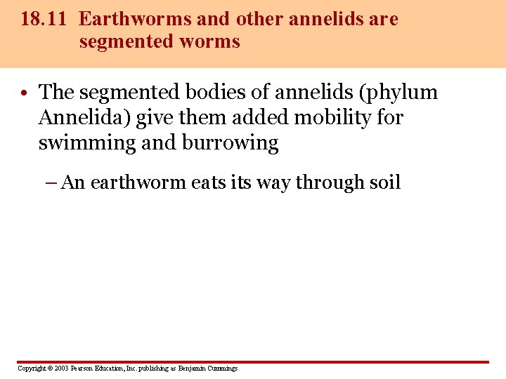 18. 11 Earthworms and other annelids are segmented worms • The segmented bodies of