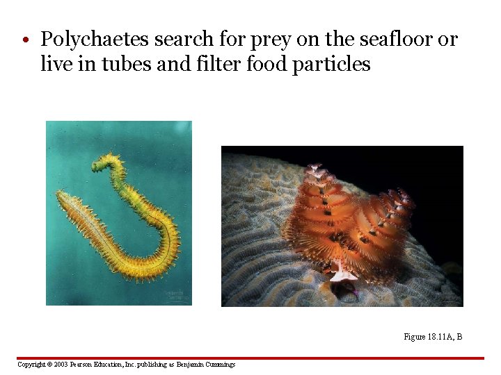  • Polychaetes search for prey on the seafloor or live in tubes and