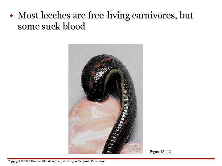  • Most leeches are free-living carnivores, but some suck blood Figure 18. 11