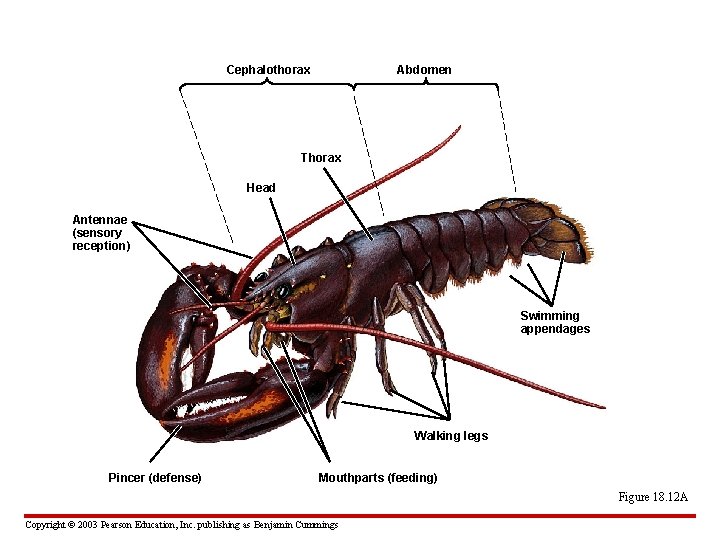 Cephalothorax Abdomen Thorax Head Antennae (sensory reception) Swimming appendages Walking legs Pincer (defense) Mouthparts