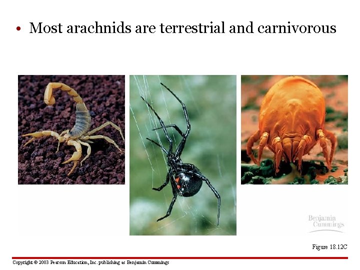  • Most arachnids are terrestrial and carnivorous Figure 18. 12 C Copyright ©