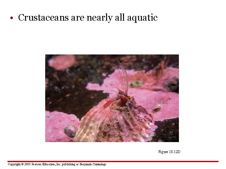  • Crustaceans are nearly all aquatic Figure 18. 12 D Copyright © 2003