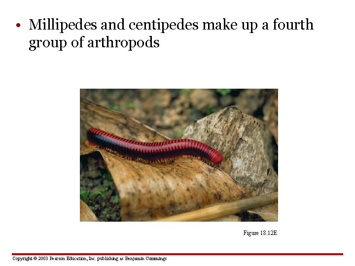  • Millipedes and centipedes make up a fourth group of arthropods Figure 18.